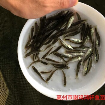 加州鱸魚苗出售淡水鱸魚苗批發馴化大口黑鱸魚苗質優