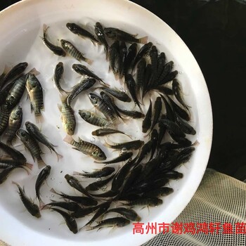 羅非魚苗出售單性羅非魚苗批發寶路羅非魚苗全國包運費