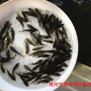 羅非魚苗出售單性羅非魚苗批發寶路羅非魚苗全國包運費