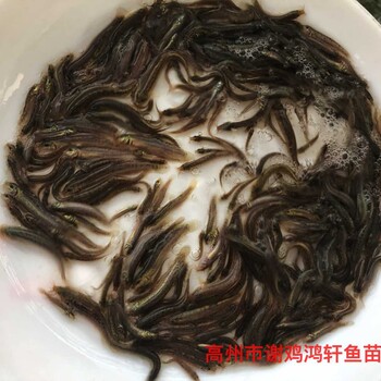 臺灣泥鰍苗出售泥鰍魚苗批發(fā)泥鰍苗臺灣一號大泥鰍養(yǎng)殖基地