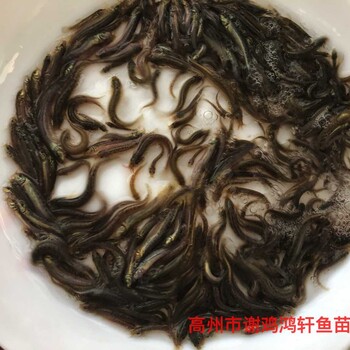 臺灣泥鰍苗出售泥鰍魚苗批發(fā)泥鰍苗臺灣一號大泥鰍養(yǎng)殖基地