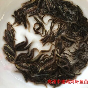 臺灣泥鰍苗出售泥鰍魚苗批發(fā)泥鰍苗臺灣一號大泥鰍養(yǎng)殖基地
