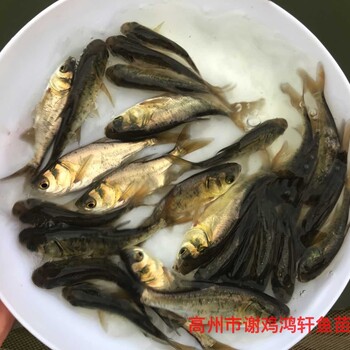 縮骨大頭魚(yú)苗仙骨花鰱魚(yú)苗縮骨大頭魚(yú)苗全國(guó)包運(yùn)費(fèi)