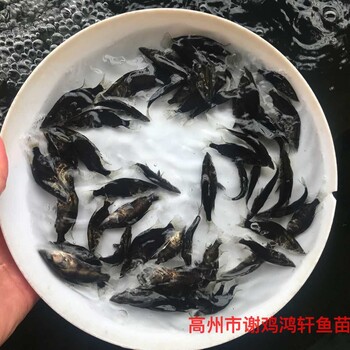 丁桂鱼苗丁贵鱼苗丁岁鱼苗养殖基地