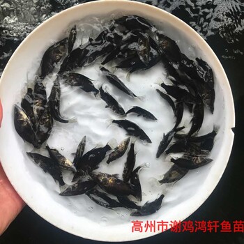 丁桂鱼苗丁贵鱼苗丁岁鱼苗养殖基地