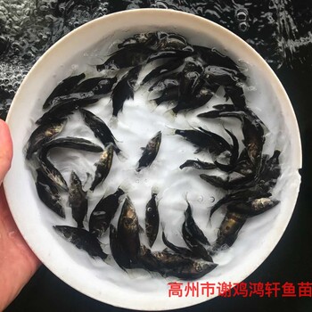 丁桂鱼苗丁贵鱼苗丁岁鱼苗养殖基地