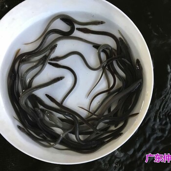 重慶花鰻魚苗批發(fā)江蘇南通白鱔魚苗出售