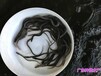 江蘇揚州花鰻魚苗批發江蘇南京白鱔魚苗出售