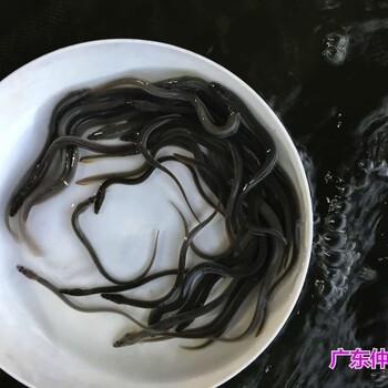 重慶花鰻魚苗批發(fā)江蘇南通白鱔魚苗出售