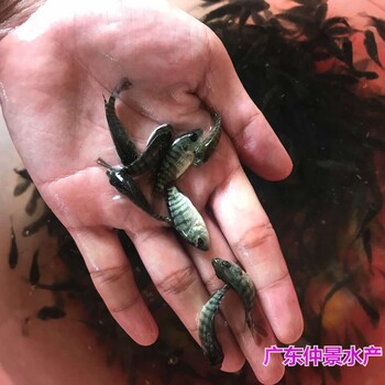 江蘇揚(yáng)州單性羅非魚苗批發(fā)江蘇南京全雄羅非魚苗出售