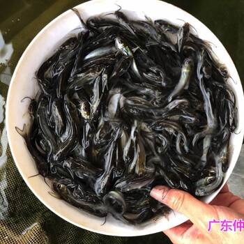 重慶叉尾魚苗批發江蘇南通鮰魚苗出售