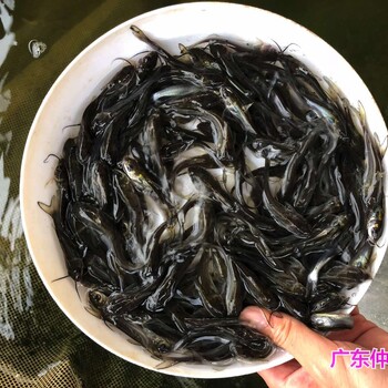 山東東營叉尾魚苗批發上海鮰魚苗出售