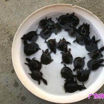 湖北宜昌鳖苗批发贵州毕节王八苗出售