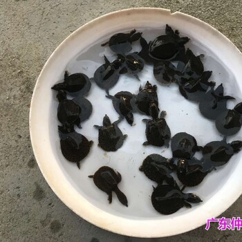 浙江義烏鱉苗批發四川南充王八苗出售