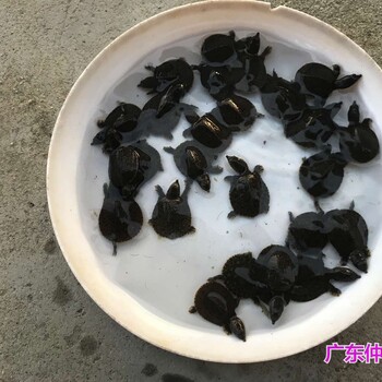 湖北宜昌鳖苗批发贵州毕节王八苗出售