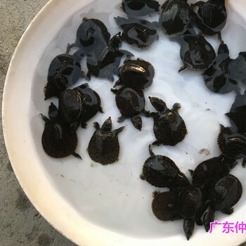 湖北宜昌鳖苗批发贵州毕节王八苗出售