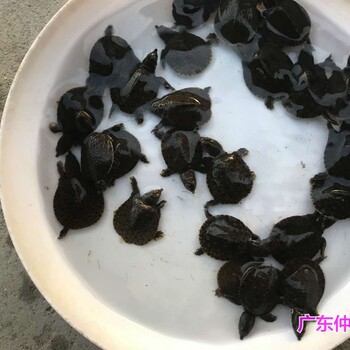 江苏南通鳖苗批发江苏连云港王八苗出售