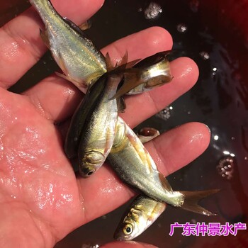 山東東營大頭魚苗批發上海胖頭魚苗出售