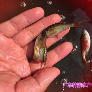 浙江义乌仙骨花鲢鱼苗出售四川南充缩骨大头鱼苗批发