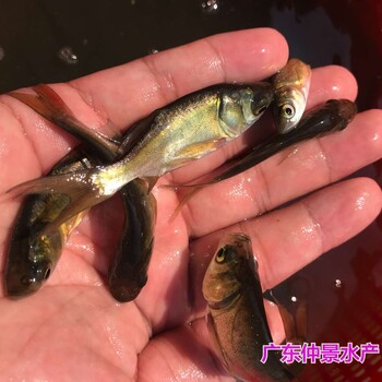 山東東營大頭魚苗批發上海胖頭魚苗出售