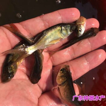 浙江义乌仙骨花鲢鱼苗出售四川南充缩骨大头鱼苗批发