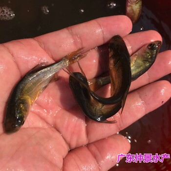 浙江义乌仙骨花鲢鱼苗出售四川南充缩骨大头鱼苗批发