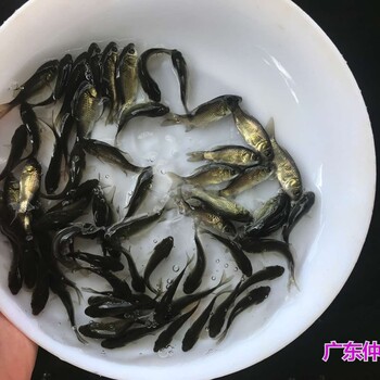 江蘇常州建鯉魚苗批發(fā)江蘇徐州鯉魚苗出售