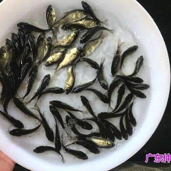 江蘇常州建鯉魚苗批發(fā)江蘇徐州鯉魚苗出售