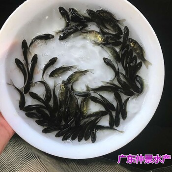 江蘇常州建鯉魚苗批發(fā)江蘇徐州鯉魚苗出售