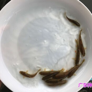 重庆青竹鲩鱼苗批发江苏南通倒刺鲃苗出售