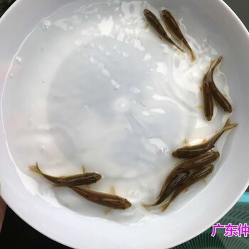 江苏古盐城青竹鲩鱼苗批发江苏泰州倒刺鲃苗出售