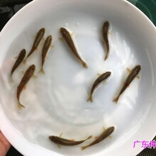 江苏古盐城青竹鲩鱼苗批发江苏泰州倒刺鲃苗出售图片