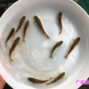 江西上饒丁歲魚苗出售江西南昌丁桂魚苗批發(fā)價格