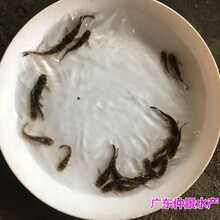 江苏扬州鸭嘴鲟鱼苗出售江苏南京鸭嘴鱼苗批发图片