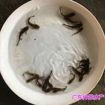 浙江舟山月鳢鱼苗出售浙江台州七星鱼苗批发