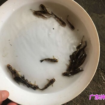 河南洛陽(yáng)月鱧魚(yú)苗出售湖北武漢七星魚(yú)苗批發(fā)