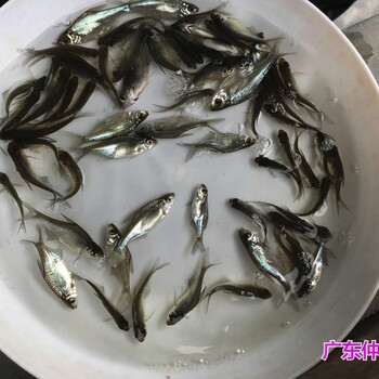 贵州贵阳红鲳鱼苗批发河南郑州淡水白鲳鱼苗出售