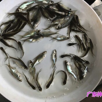 河南洛阳三角鲂鱼苗批发湖北武汉沙边鱼苗出售