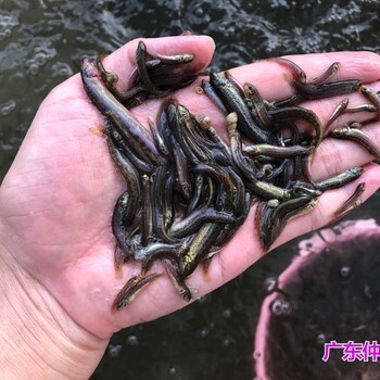 江蘇揚州泥鰍魚苗批發(fā)江蘇鹽城泥鰍苗種苗出售