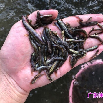 河南新乡泥鳅鱼苗批发河南南阳泥鳅苗种苗出售