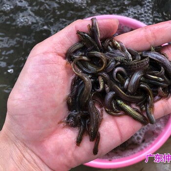 江蘇揚州泥鰍魚苗批發(fā)江蘇鹽城泥鰍苗種苗出售