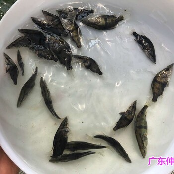 江蘇淮安鱖魚苗批發江蘇連云港桂魚苗出售