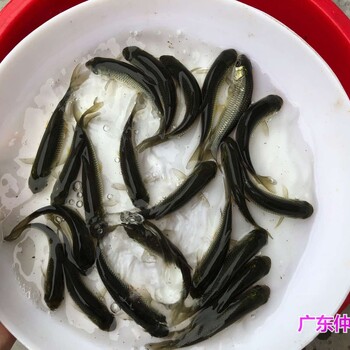 重慶螺絲青魚苗批發(fā)江蘇南通螺獅青魚苗出售