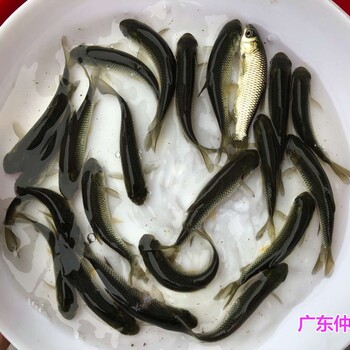 重慶螺絲青魚苗批發(fā)江蘇南通螺獅青魚苗出售