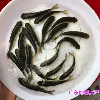 贵州遵义长江鲩鱼苗批发贵州荔波草鲩鱼苗出售