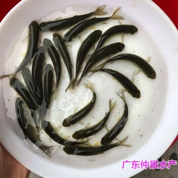 重慶螺絲青魚苗批發(fā)江蘇南通螺獅青魚苗出售