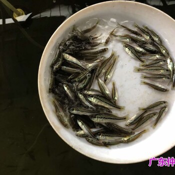 江蘇徐州淡水鱸魚苗批發江蘇南京馴化鱸魚苗出售