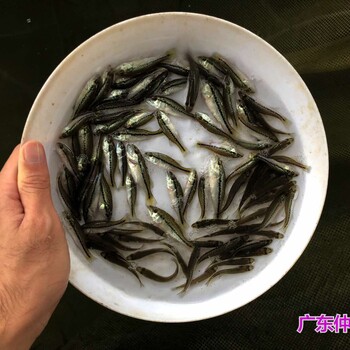 江蘇南通淡水鱸魚苗批發江蘇連云港馴化鱸魚苗出售