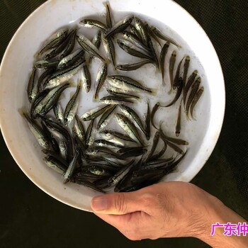 四川成都淡水鲈鱼苗批发四川泸州驯化鲈鱼苗出售