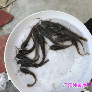 浙江宁波埃及塘虱苗批发四川绵阳革胡子鲶鱼苗出售